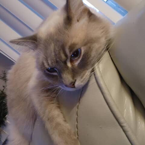 Leo