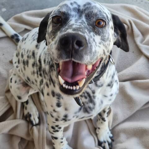 DOMINO