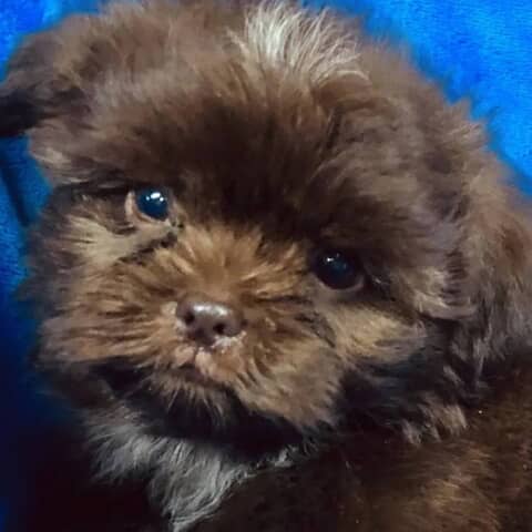 Gizmo