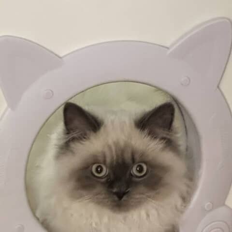 Herman 2