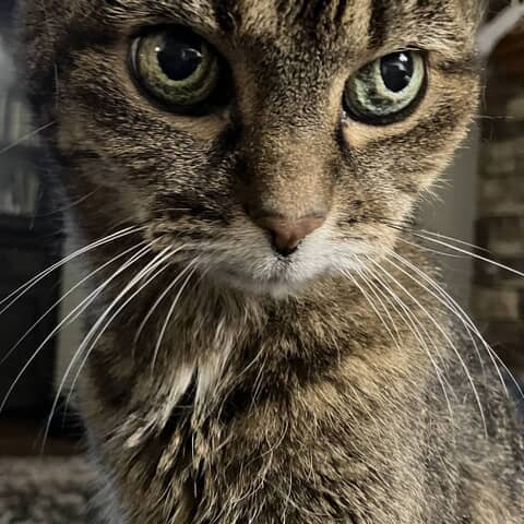 Cleopatra