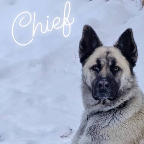 Chief