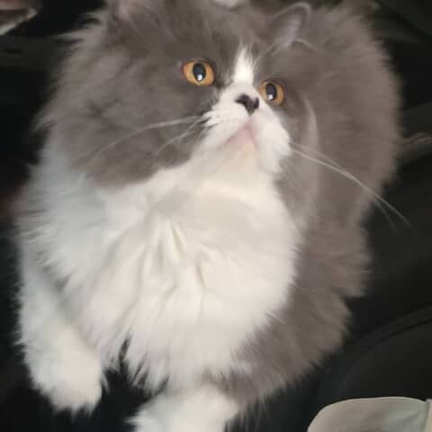 Grumpy