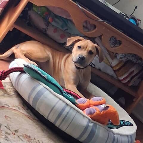 Scooby Doo