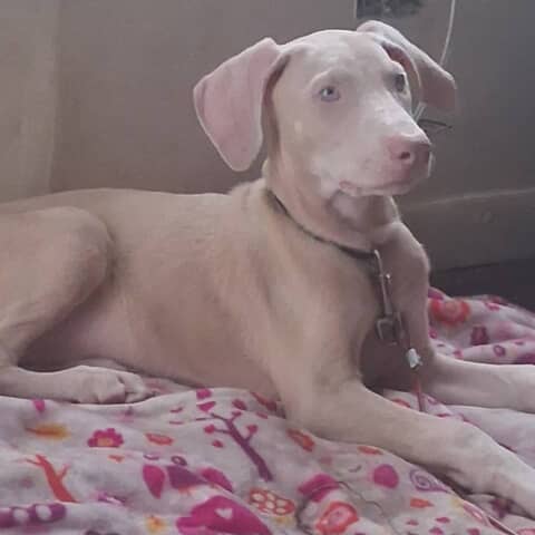 MeeYaH
