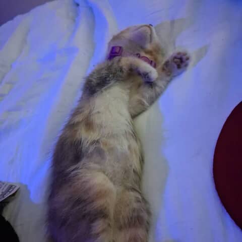 Keekee