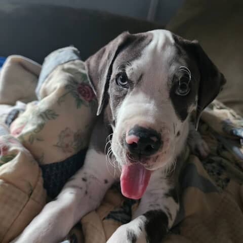 Loki