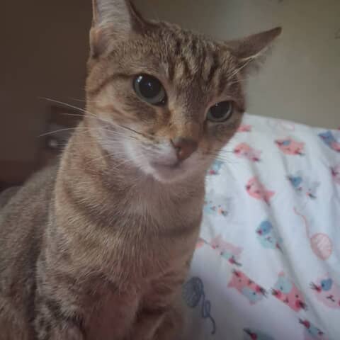 Lola