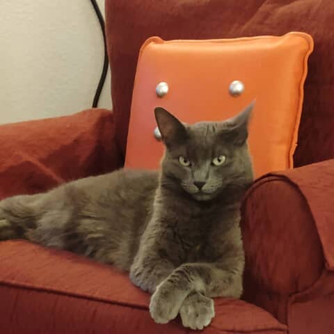 Miss Kitty
