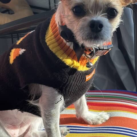 Daisy