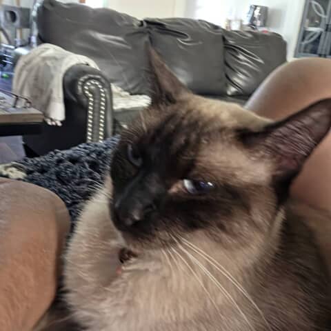 Muffin