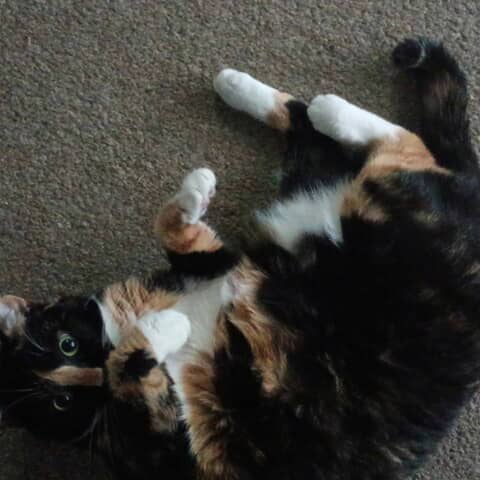 Ember Rue