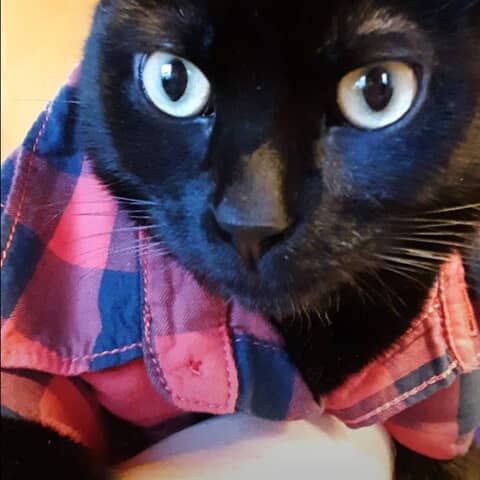 Hemi