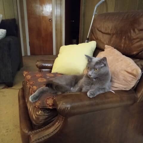 Mr Moke
