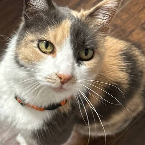 Callie