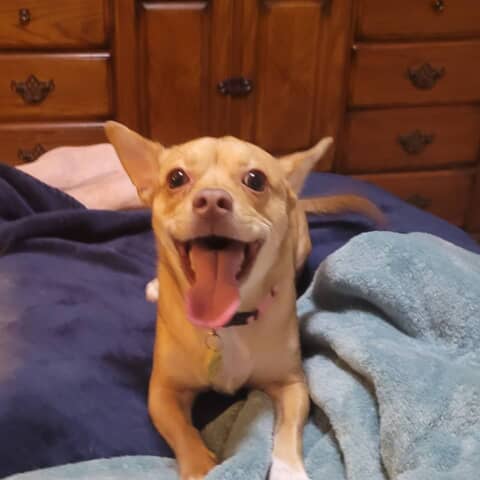 Foxie Roxie