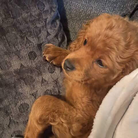 Teddy