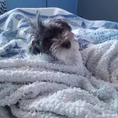 chula