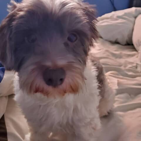 chula