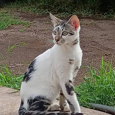 Makaveli The Don