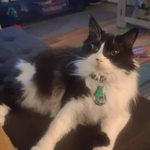 Oreo