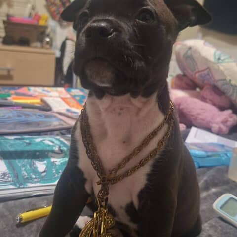 Dottiii