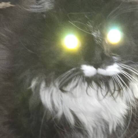 Tazz