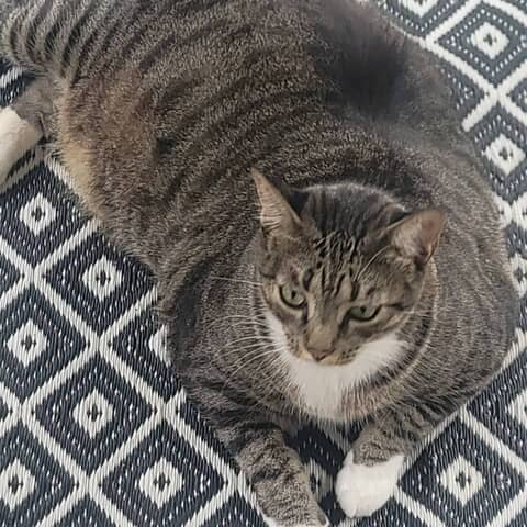Tokyo (Fat Cat)