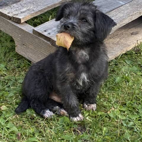 Maximus