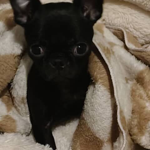 Baby Adonis