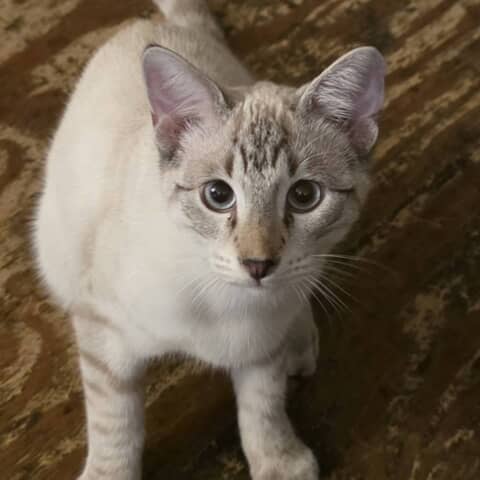 Snowball