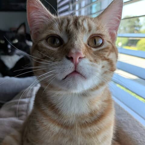 Peaches