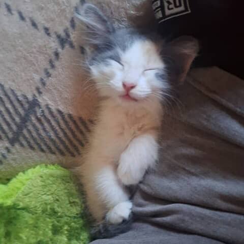 Olive