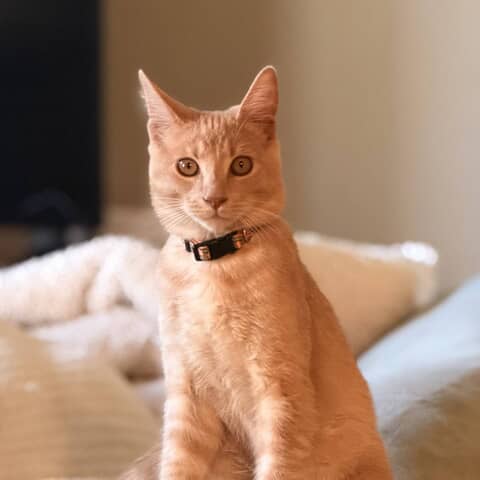 Walle