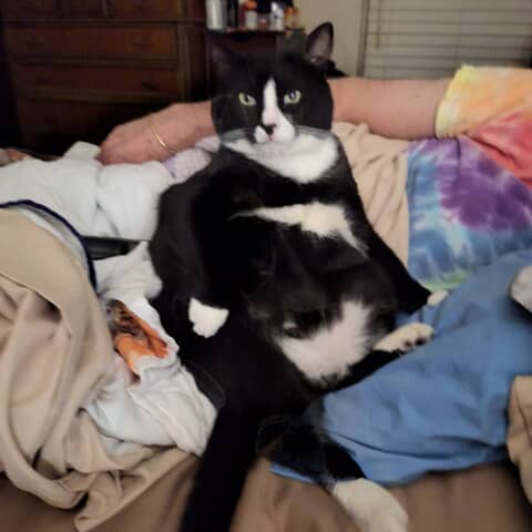 Sox