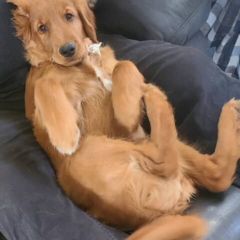 Jake