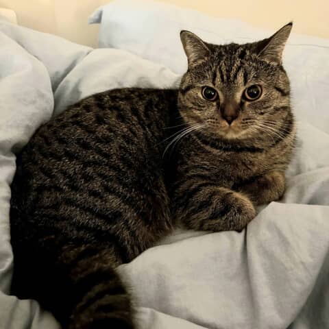 Miso