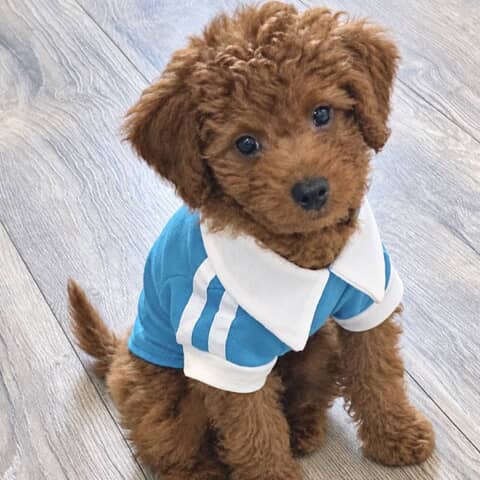 Teddy