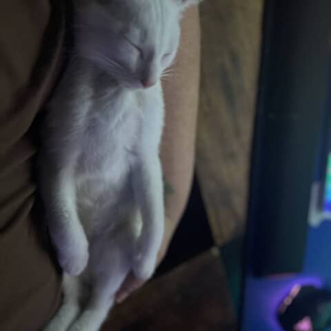 Jasper