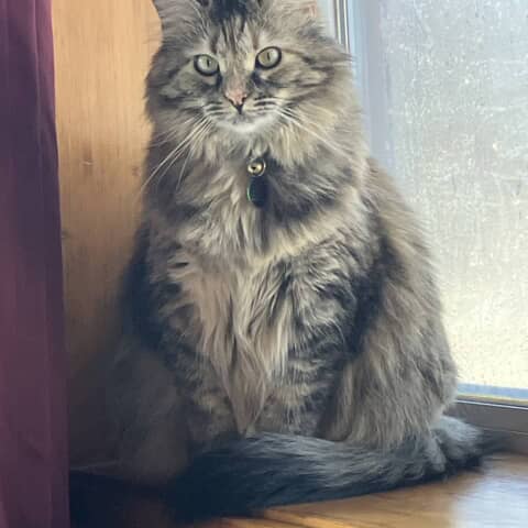 Tara