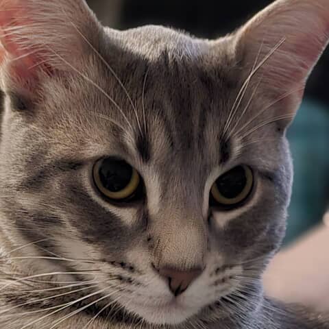 Ciqala