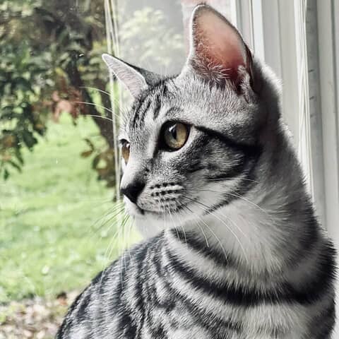 Otis