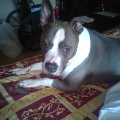 Baxter