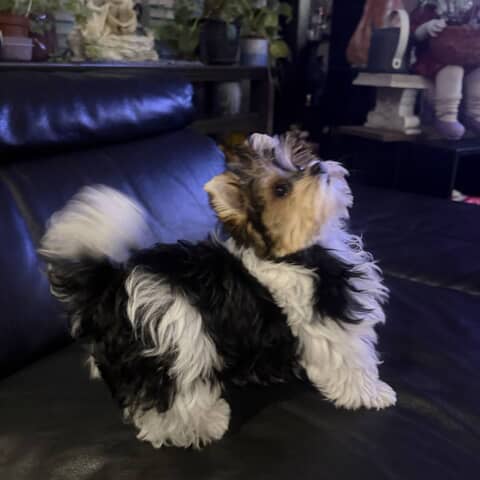Bella F