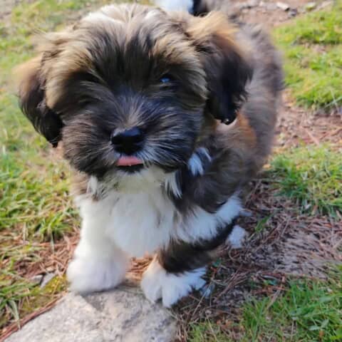 Finley Kai