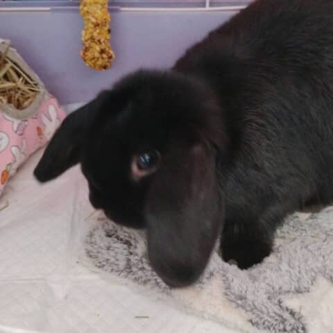 Pepper