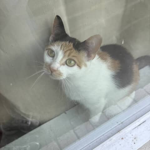 Bella