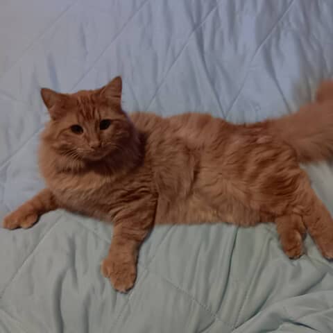 Biscuit