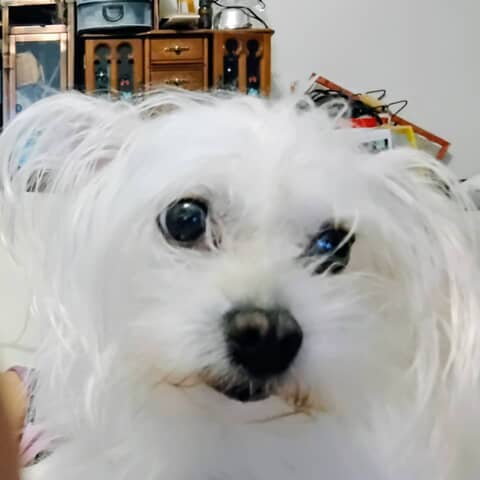 Lady