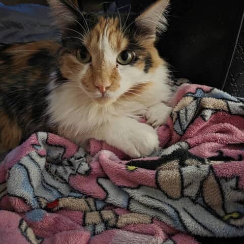 Nala